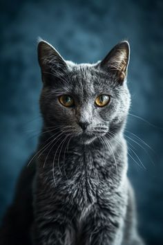 a gray cat with yellow eyes sitting on top of a blue background and looking at the camera