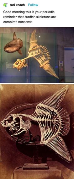 two pictures of fish skeletons in different stages of life