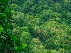 a lush green forest filled with lots of trees and tall, thin palm trees on the side of a mountain