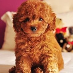 a brown poodle puppy sitting on top of a bed with stuffed animals behind it