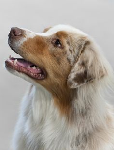 a close up of a dog with it's mouth open