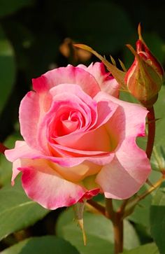 a pink rose with green leaves in the background