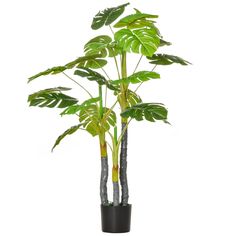 a potted plant with green leaves in it on a white background and black base