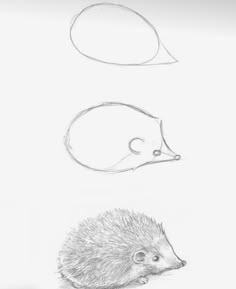 an animal is shown in three different ways, including a hedgehog and a speech bubble