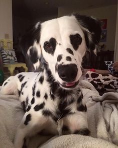 a black and white dalmatian dog laying on top of a bed