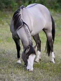 a white and black horse grazing on grass