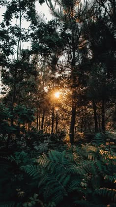 the sun is shining through the trees in the forest