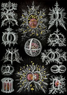 an illustration of different types of snowflakes and other things that are on display