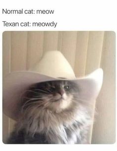 a cat wearing a cowboy hat with caption that reads, normal cat meow texan cat meowy