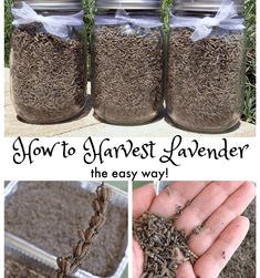 how to harvest the best lavender for your garden