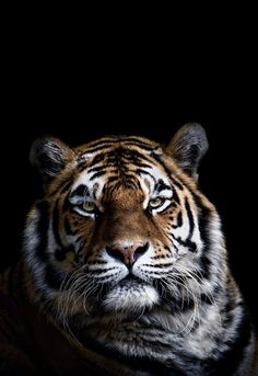 a close up of a tiger on a black background