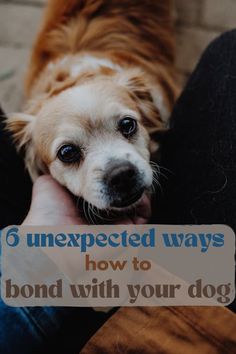 a person holding a dog in their lap with the text 6 unexpected ways how to bond with your dog