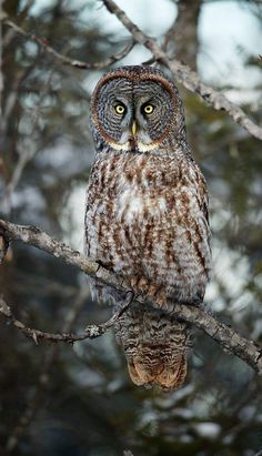 an owl sitting on top of a tree branch