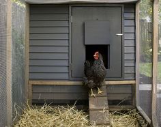 a chicken in a small coop with hay on the ground