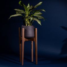 a potted plant sitting on top of a wooden stand next to a blue wall