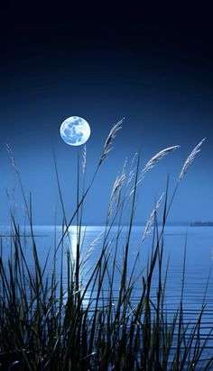 the moon shines brightly in the night sky over water with tall grass blowing in the foreground