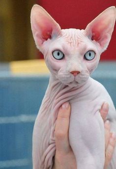 a hairless cat with blue eyes is being held up by someone's hand