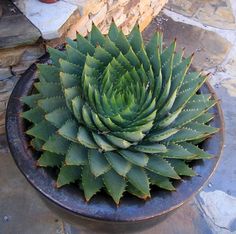 a large green plant sitting on top of a black plate next to a fire hydrant