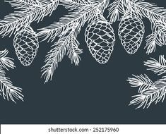 fir tree branches with cones and needles on dark background, hand drawn illustration in vintage style