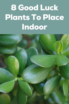 green leaves with the words 8 good luck plants to place indoor