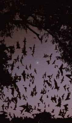 a large flock of bats flying in the sky at night with trees silhouetted against it