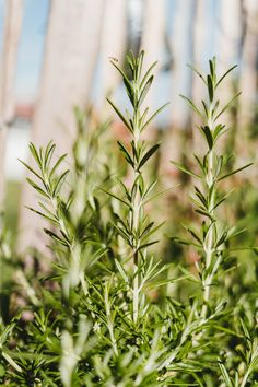 some green plants are growing in the grass