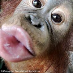 an orangutan sticking its tongue out to take a close look at the camera