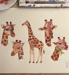 four giraffes are standing next to each other on a white background with brown spots