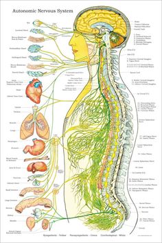 Nervous System Poster, Chronic Fatigue Remedies, Chronic Fatigue Symptoms, Spinal Nerve, Internal Organs, Muscle Anatomy