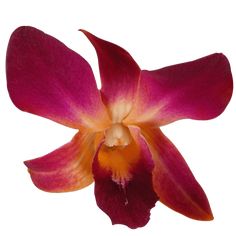 a red and yellow flower on a white background