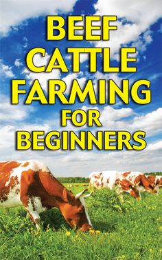 the book cover for beef cattle farming for beginners, featuring cows grazing in a field