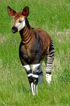 a small zebra standing on top of a lush green field