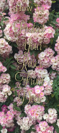 pink flowers with the words how to protect your roses from deer on it in gold lettering