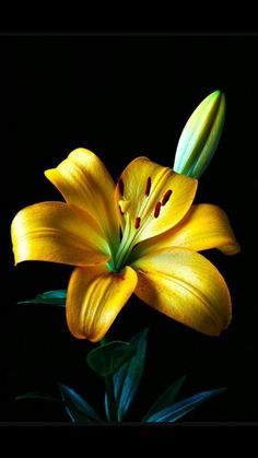 a yellow flower with green leaves on a black background