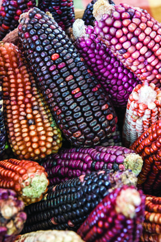 the colorful corn is ready to be eaten