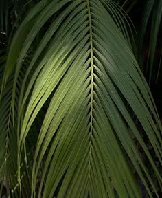 a close up view of the leaves of a palm tree