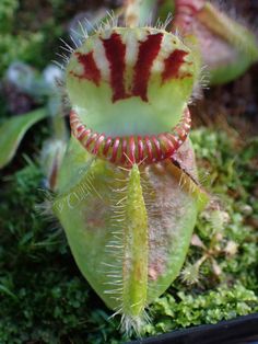 a green plant with red and white stripes on it