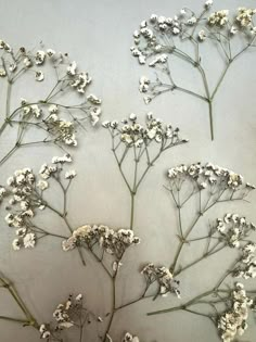 some white flowers are on a gray surface and there is no image in the frame