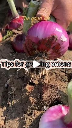 someone is picking onions from the ground with their hands and writing that reads tips for growing onions