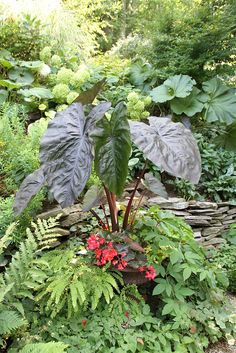 a garden filled with lots of green plants and flowers next to a stone wall in the woods