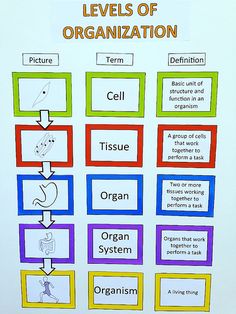 a white board with words and pictures on it that include different types of organization, including cell phone, organ system, etc