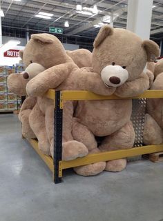 two large teddy bears sitting on top of a wooden shelf in a store with the caption, i need a giant teddy