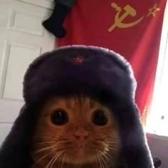 a cat wearing a hat with the ussr flag on it's back and hood