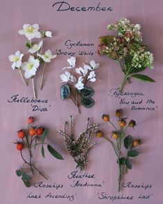 flowers arranged on a pink background with words describing them