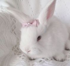 a white rabbit with a pink bow on its head sitting on a lace covered blanket