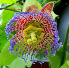 a close up of a flower on a plant with green leaves in the back ground