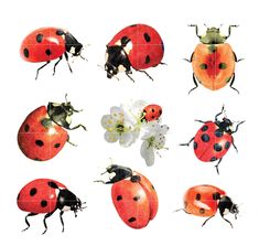 six ladybugs are shown in different positions on the same white background, each with one flower