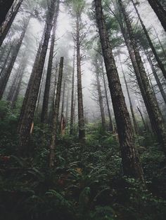 the forest is filled with lots of tall trees and green ferns in foggy weather