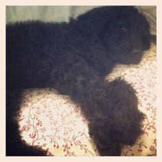 a black dog laying on top of a bed