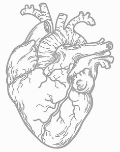 a drawing of the human heart in black and white, with an outline of it